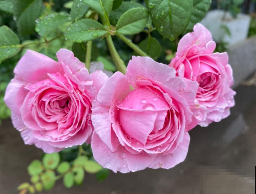 月季养护要选择合适的盆，不能盲目跟风，不然很难爆盆