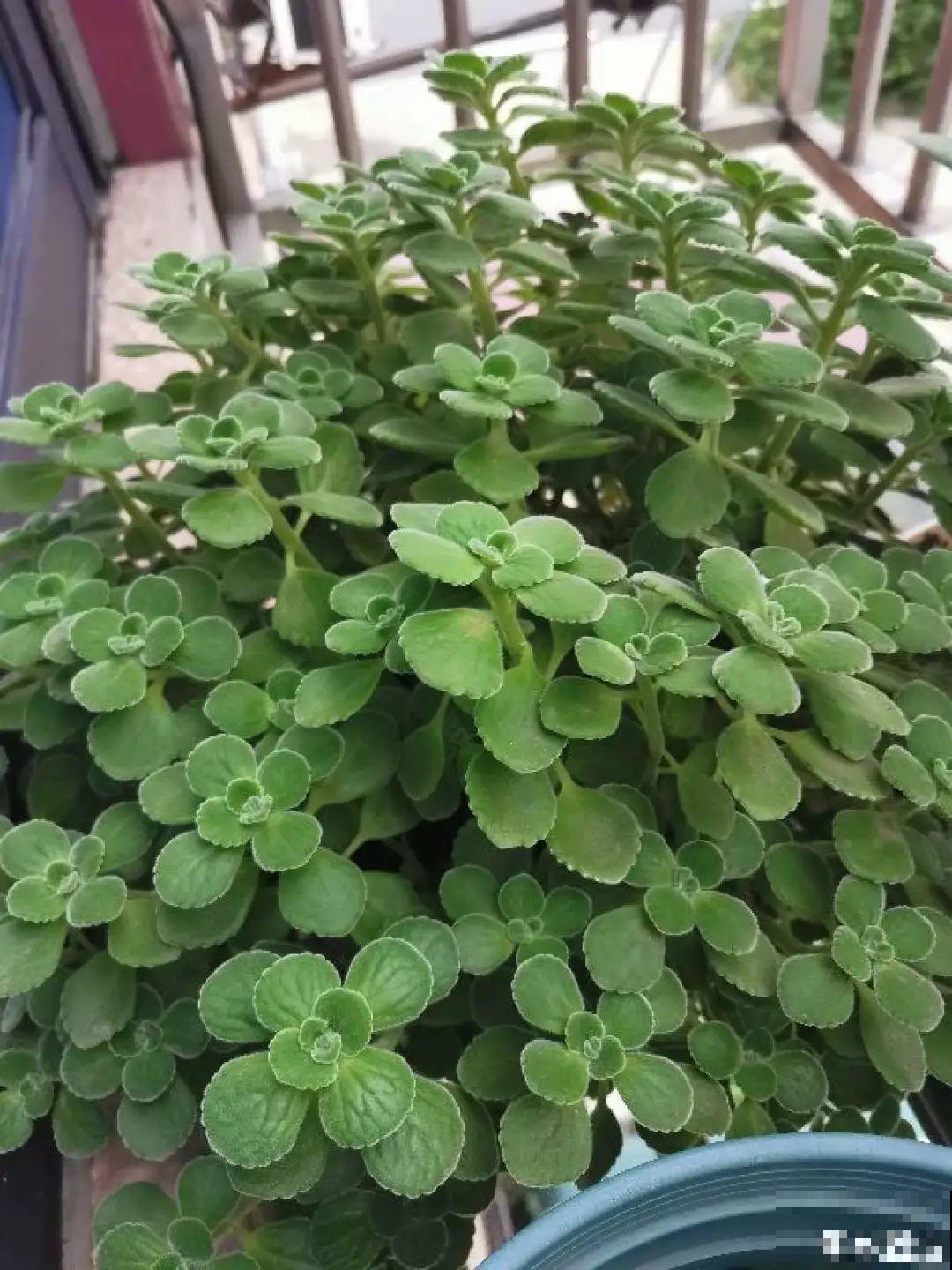 6种花净化空气效果好，放卧室特养人，睡得还香