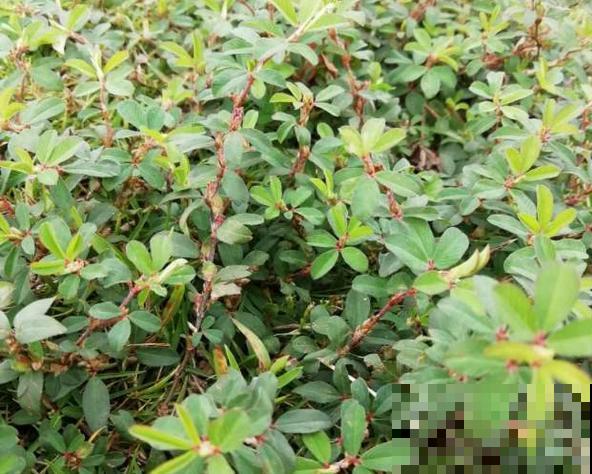 5种草别乱养，混进盆里太霸道，把其它花缠死了