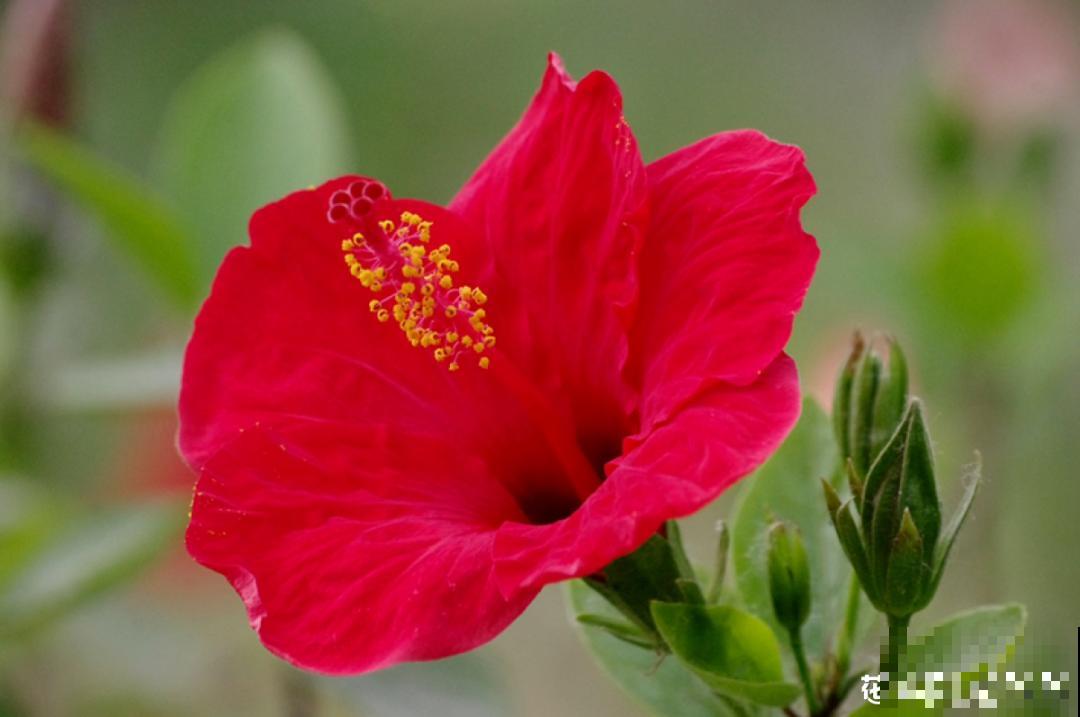 民间十大不吉利花，到底是哪流传来的