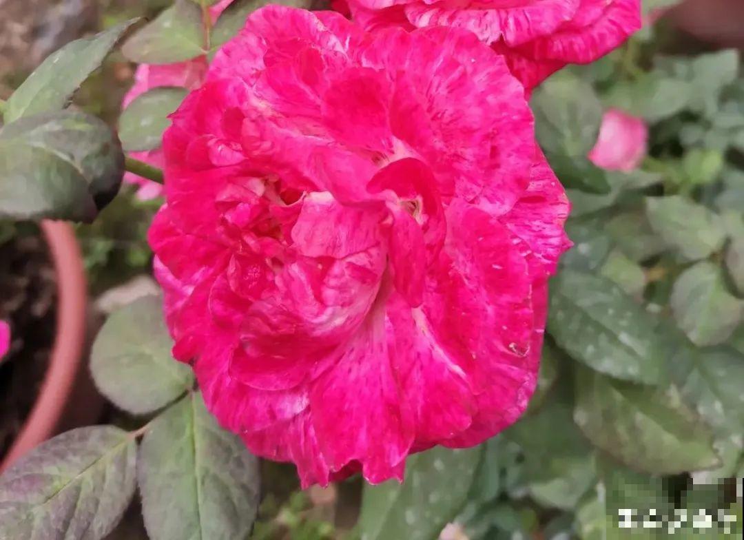 不同的花有不同的性格,你养的花,代表你是什么样的人? 不同的花有不同的性格,你养的花,代表你是什么样的人?