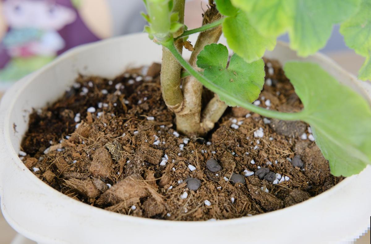 家里的植物发出这几种“信号”,千万别忽视,不然小心烂完! 家里的植物发出这几种“信号”,千万别忽视,不然小心烂完!