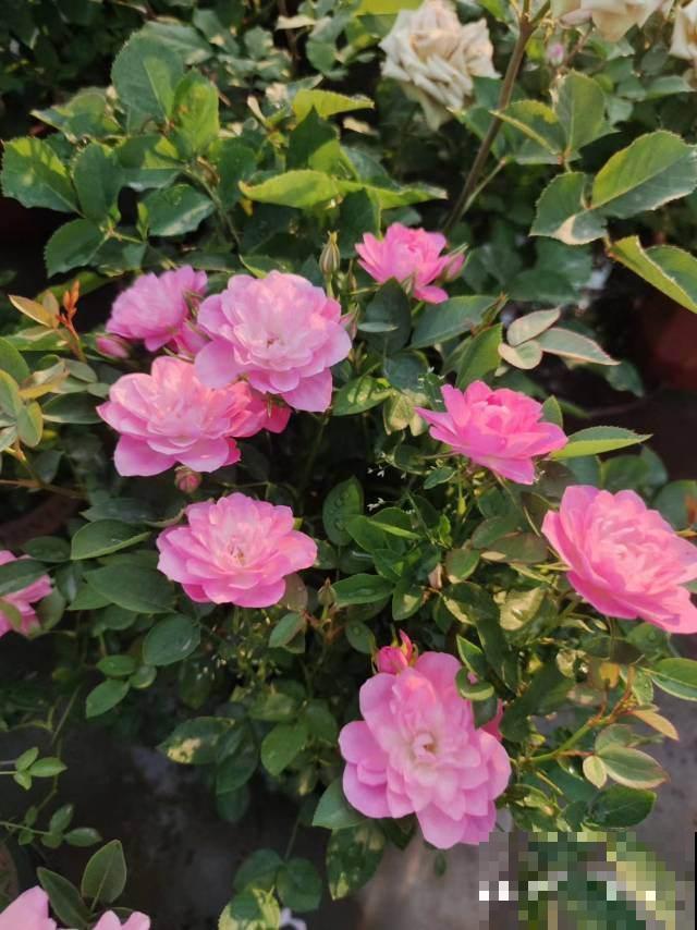 春天在院子里养花，种这6种，能开上千朵花