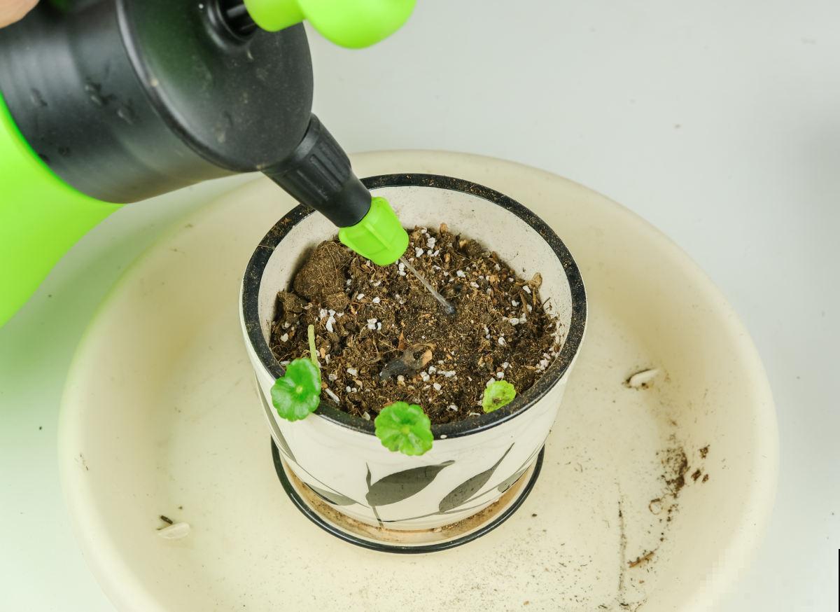 新手一定要看！植物浇水法则，学会家里的植物才能越长越旺！