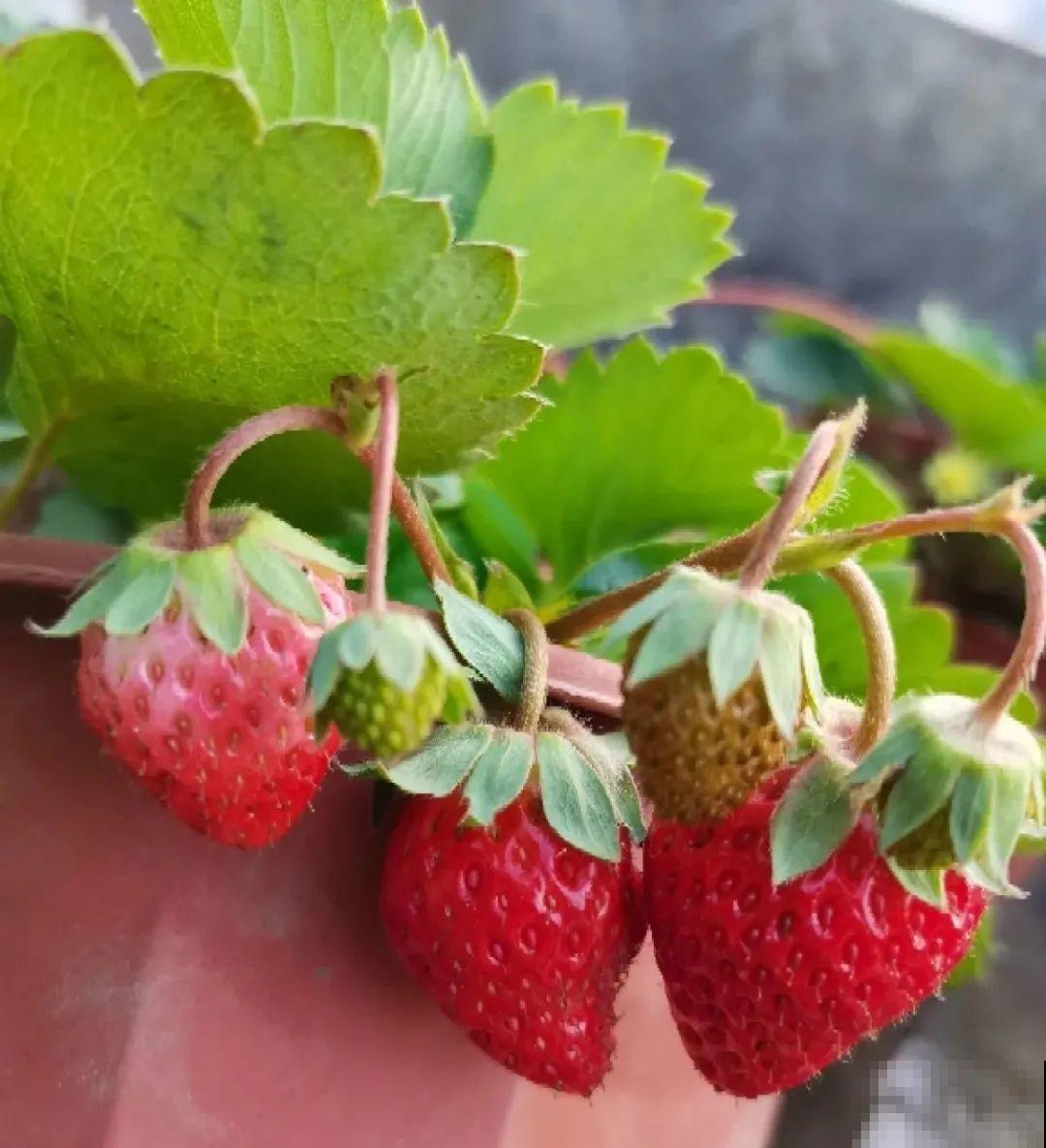 1盆苹果卖300块,为啥这么贵,难道是金苹果? 1盆苹果卖300块,为啥这么贵,难道是金苹果?