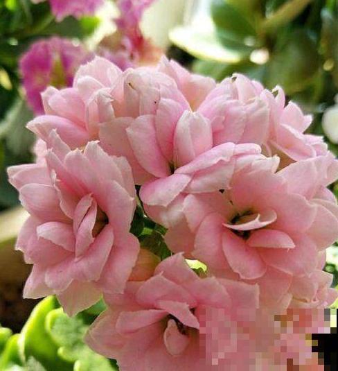 这6种长寿花,颜值高好养护,养一种真的不够! 这6种长寿花,颜值高好养护,养一种真的不够!