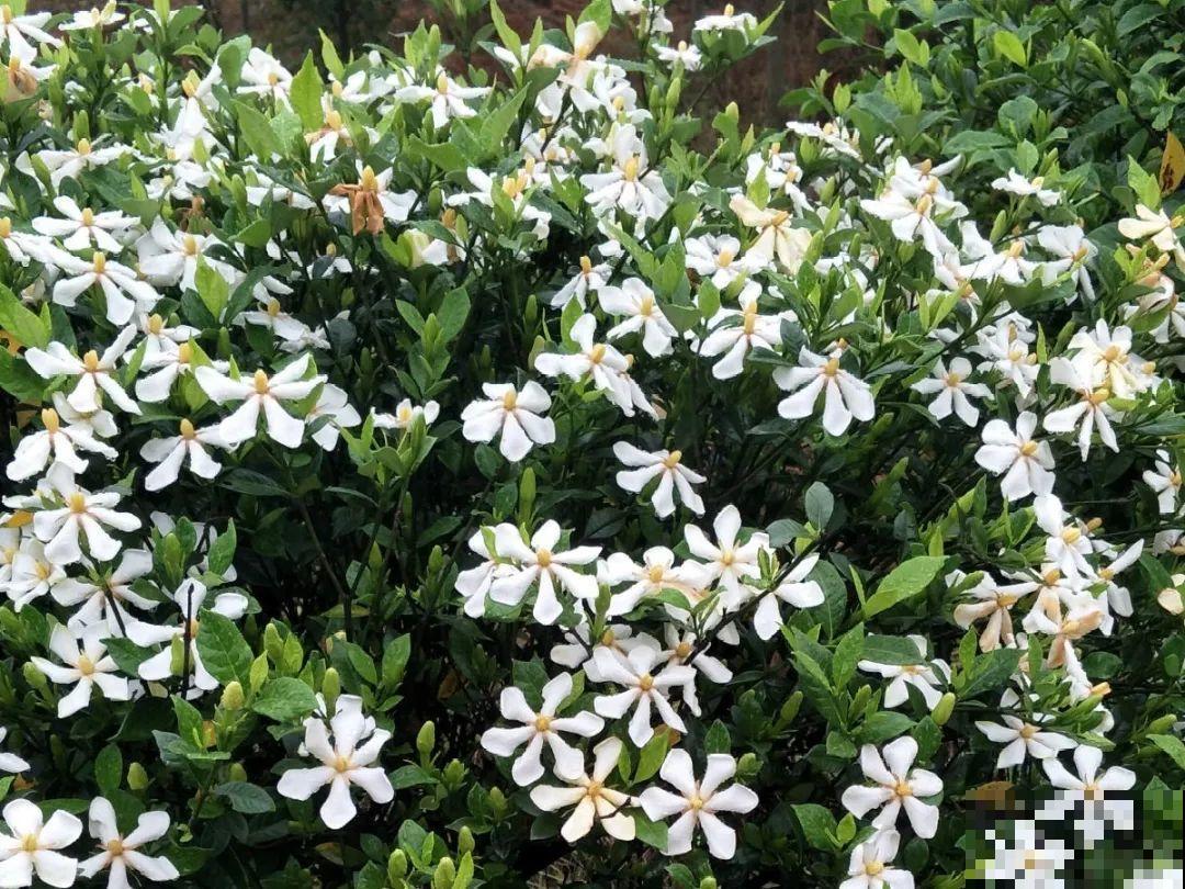 16种花，能养成传家宝，养个几十年没问题