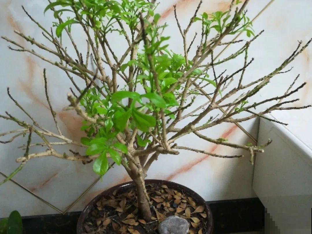 米兰要慎养，掉叶子第一名，光杆很难救活！