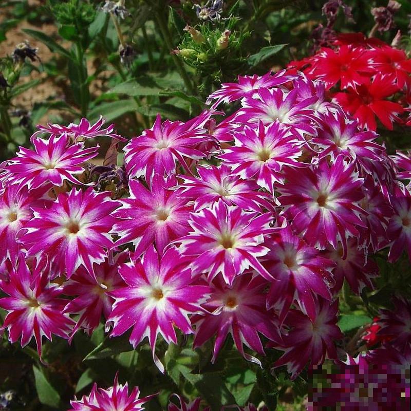 4种花是个种院子里，春天撒种子，夏天就开成花海