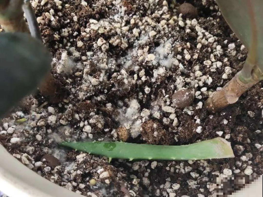 花盆里长了个“蛋”，赶紧换盆，否则必死无疑！