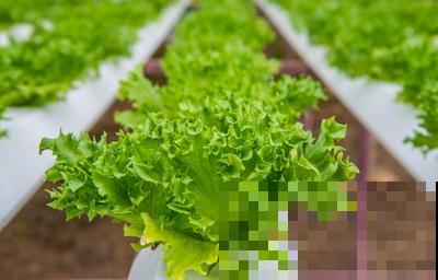 家里也能种菜？这4种菜种家里，营养美味又好看！