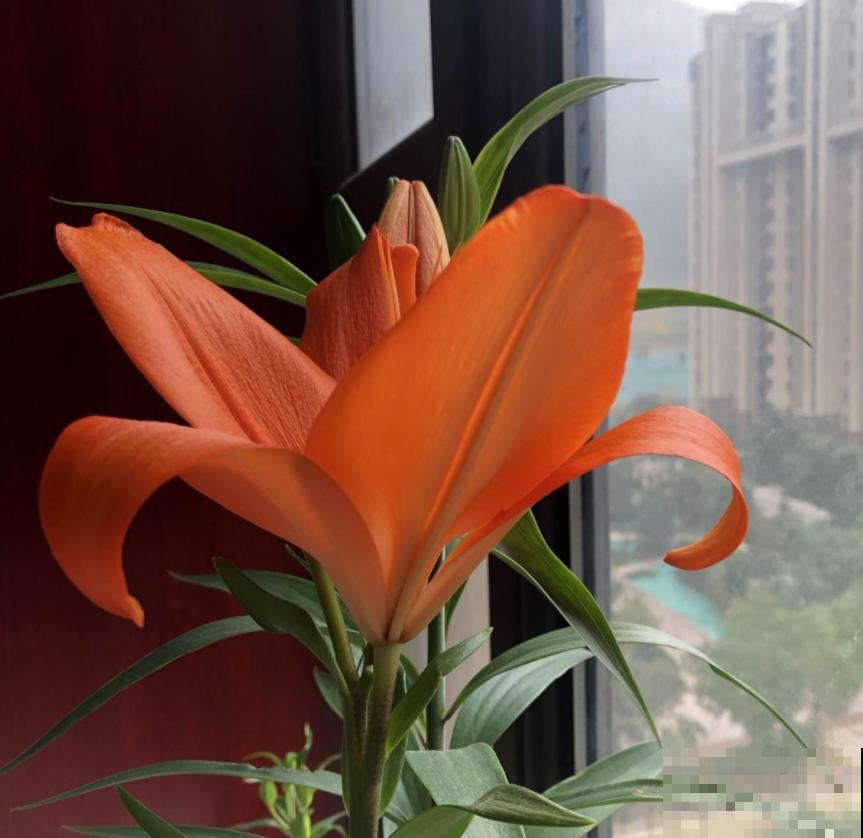 “百合”和“百合”不能混，搞错就麻烦了，品种要分清！