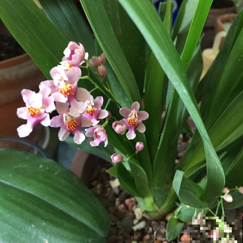 耐阴花也分“等级”，要根据植物自身特点养护，不然容易黄叶烂根