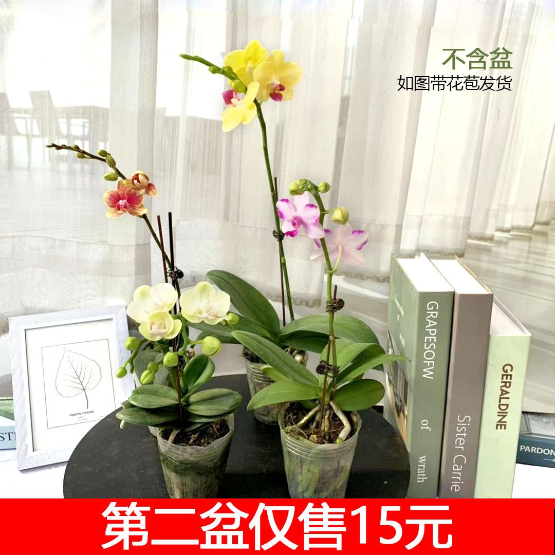 5种花不能养在卧室，香味太浓，影响睡眠