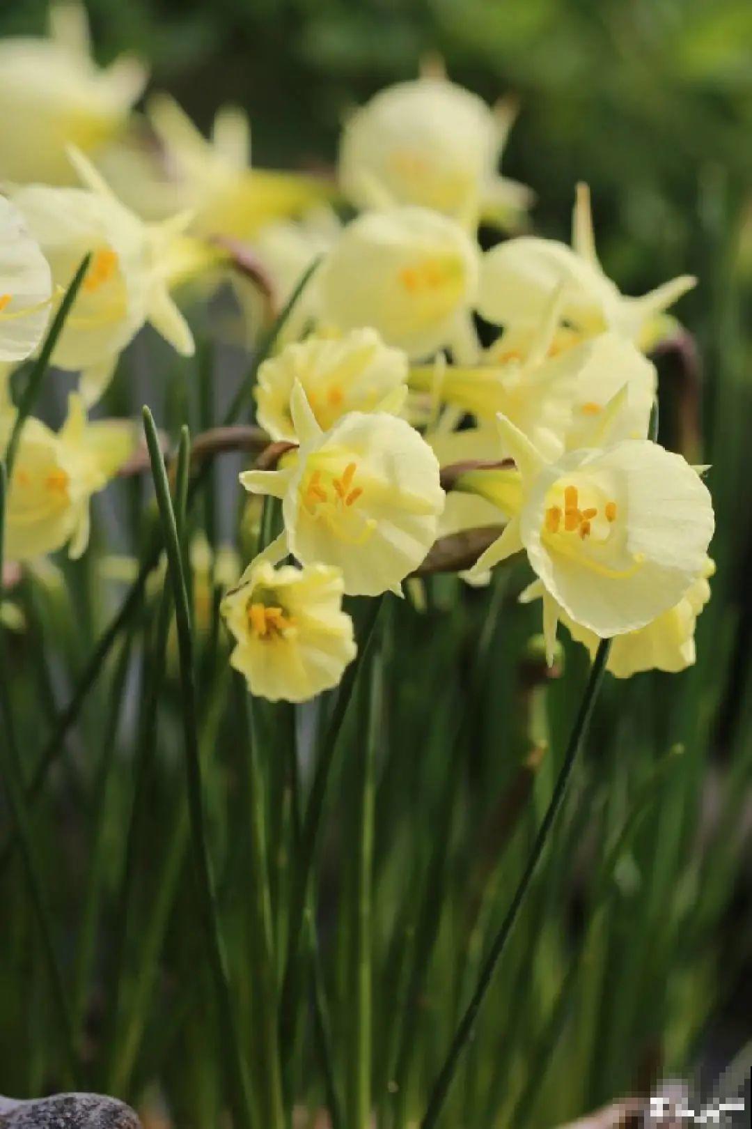 上万块的蟹爪兰，开花像烟花，养过的人不多