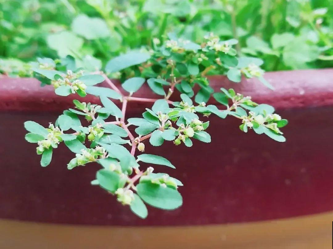 5种草别乱养，混进盆里太霸道，把其它花缠死了