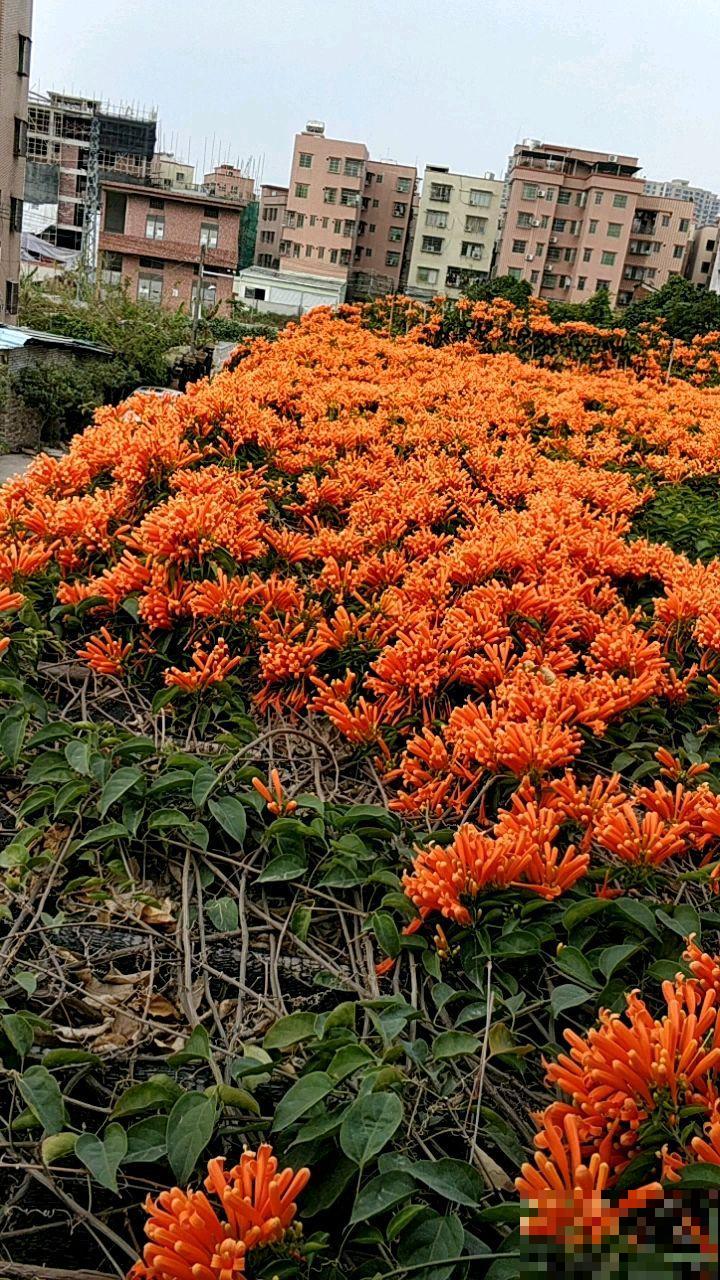 院子里养了一株凌霄花，邻居却不高兴了，非要我们剪掉！