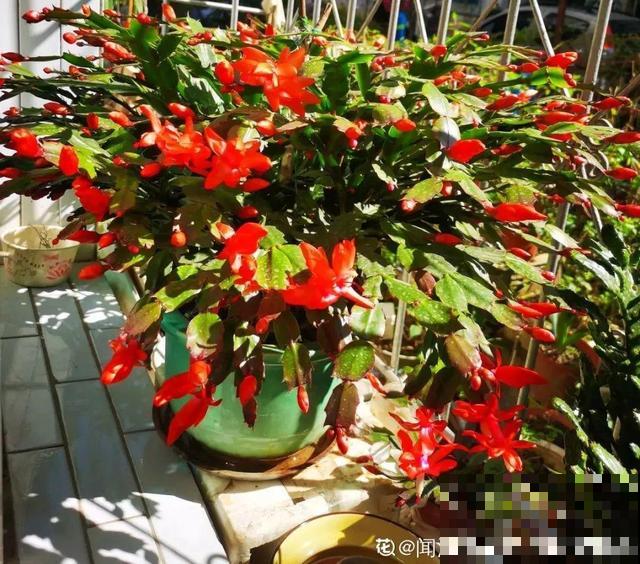 家里养这10种花,冻伤了要赶紧救,晚了就救不回来了 家里养这10种花,冻伤了要赶紧救,晚了就救不回来了