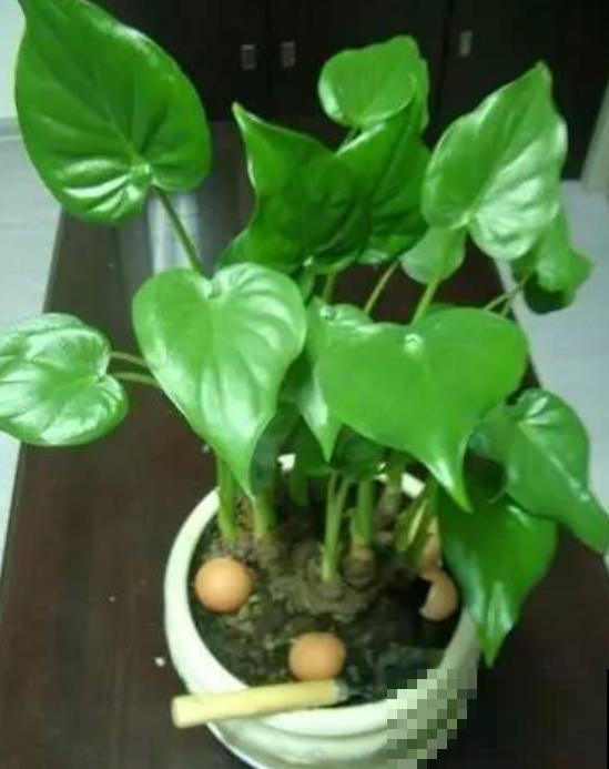 年前大扫除,别忘了给花卉也洗个澡,干净清爽又美观! 年前大扫除,别忘了给花卉也洗个澡,干净清爽又美观!