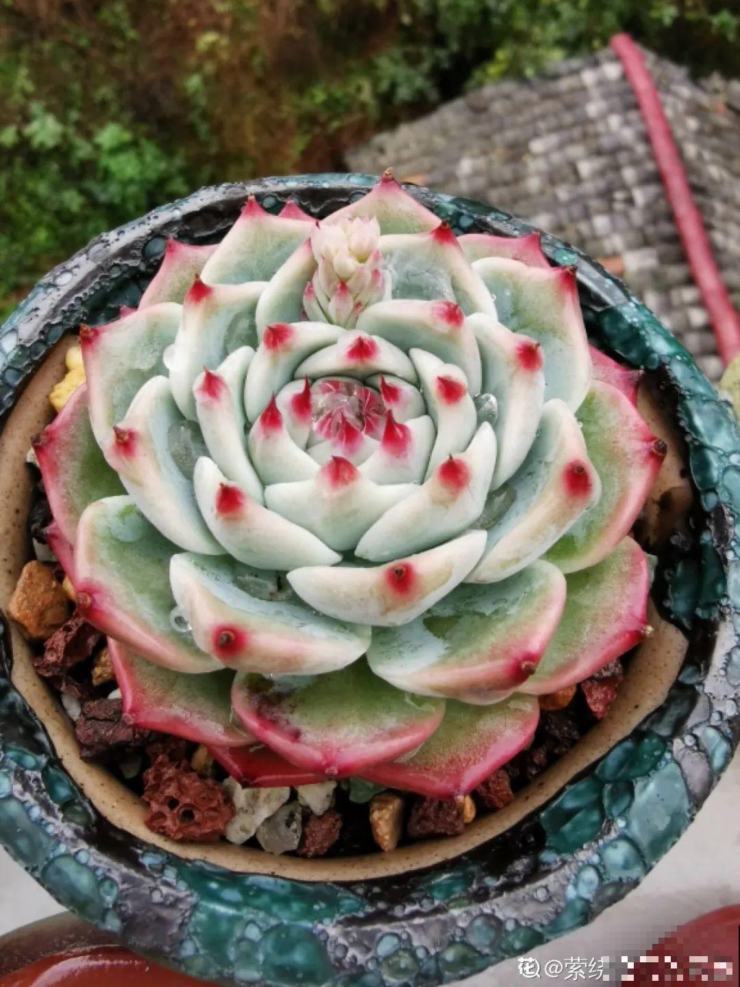 我在村里种多肉,盆盆状态美如画,城里人眼馋 我在村里种多肉,盆盆状态美如画,城里人眼馋