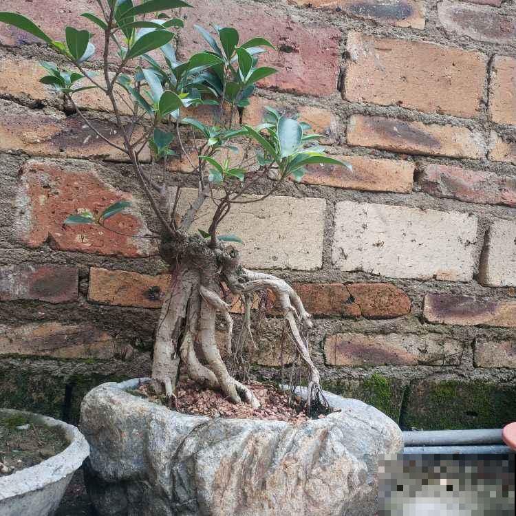 3种盆栽适合养成盆景,能养好多年,妥妥养成传家宝 3种盆栽适合养成盆景,能养好多年,妥妥养成传家宝