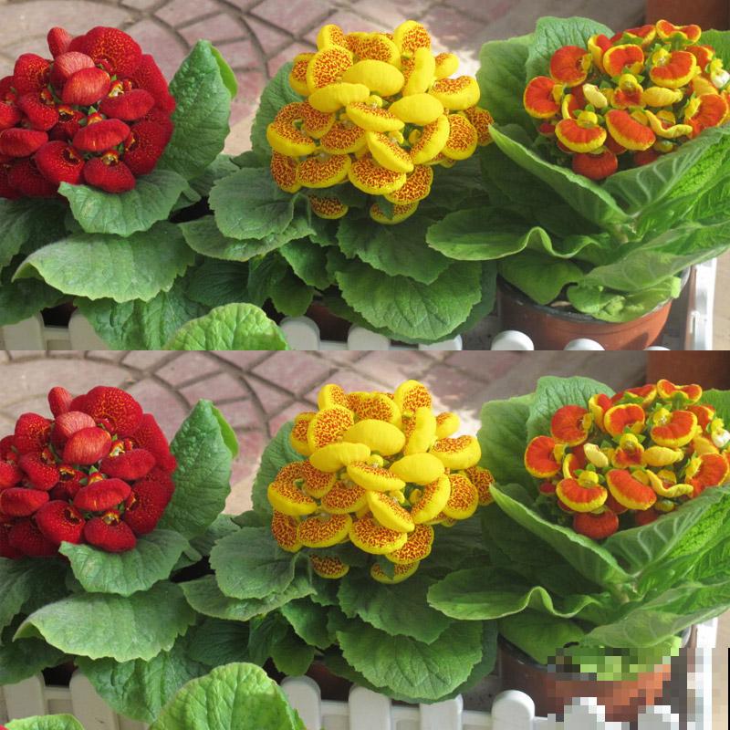 1种花名叫“钱袋子”，养在家里有好运，开花超美！