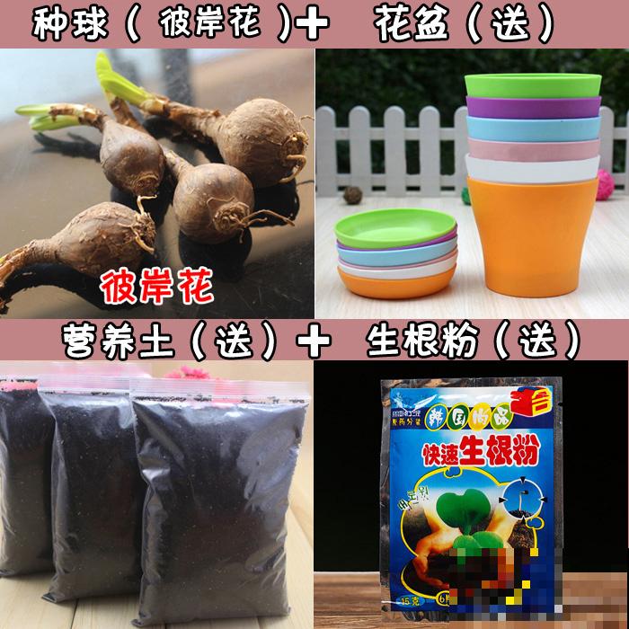 两种花，名字听起来吓人，开花却美翻了，养一次就上瘾