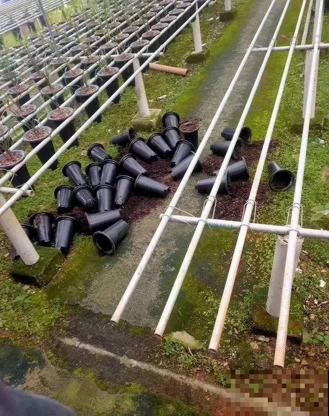 千万不要动我的花,以免赔的倾家荡产! 千万不要动我的花,以免赔的倾家荡产!