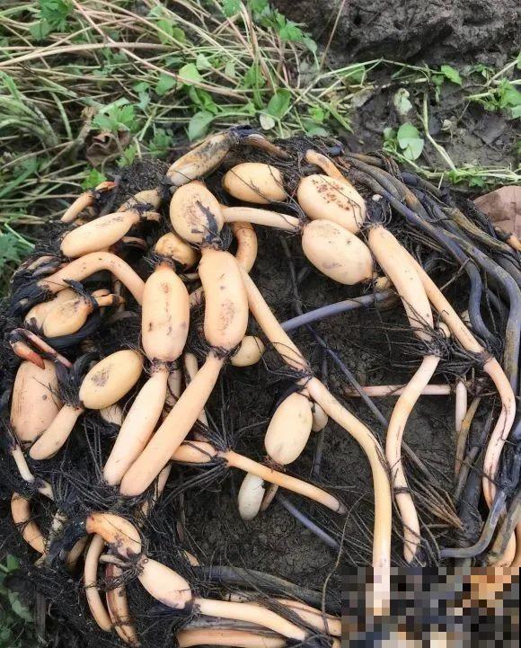 春天给花分株，1盆变成多盆，很快爆盆