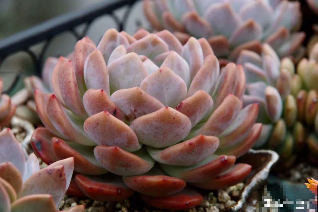 多肉要是养好了，精致得像艺术品，光看就很满足了