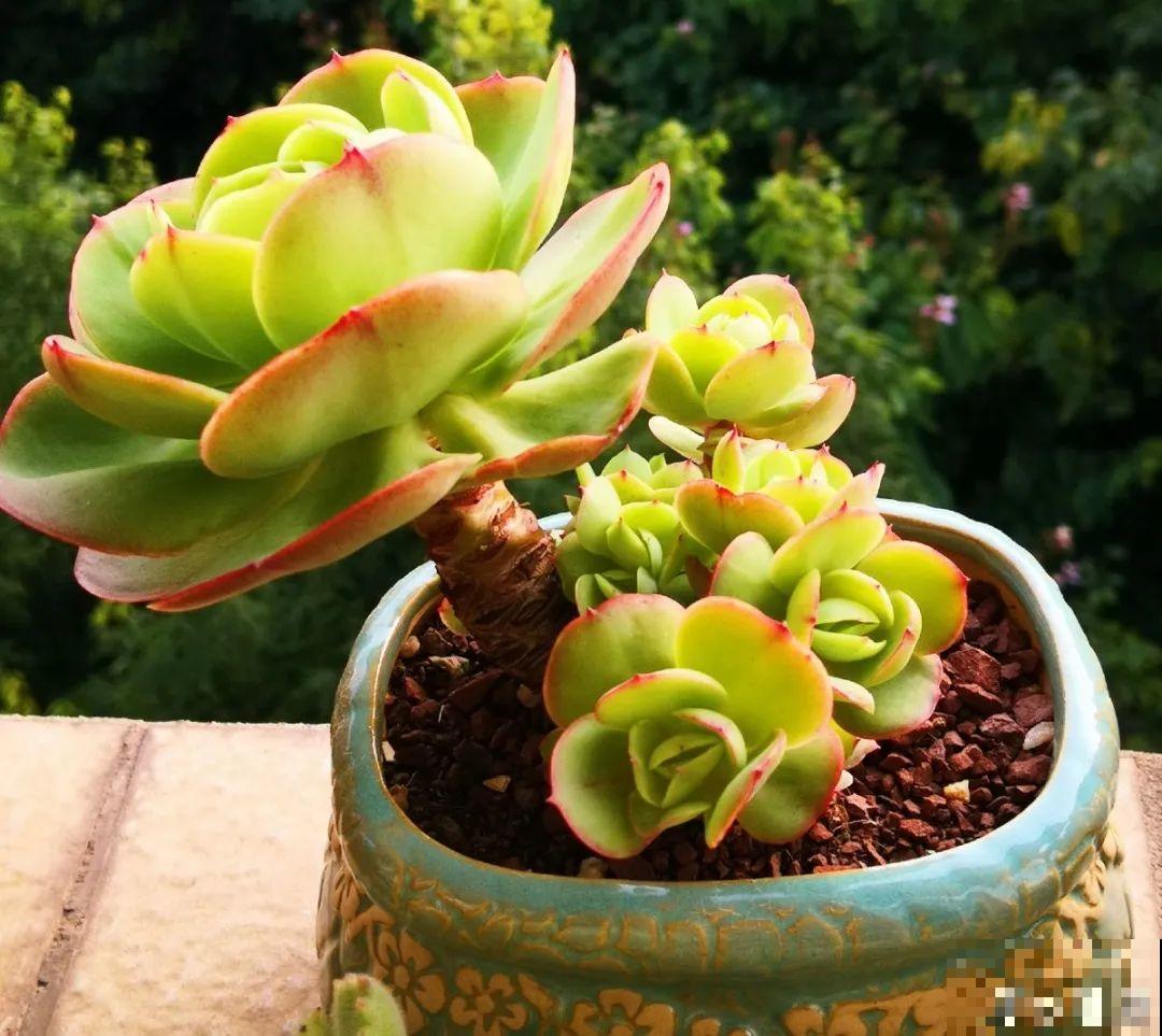 寒潮过后,多肉美出天际,颜色鲜艳明亮,真馋人! 寒潮过后,多肉美出天际,颜色鲜艳明亮,真馋人!