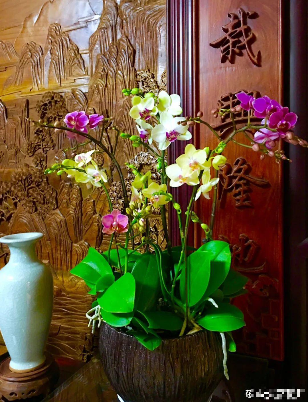 梦想有个院子，养花弄草，过舒心日子！