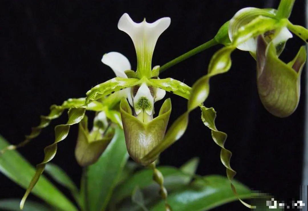 年纪轻轻，养点花种点草，提前过过养老生活