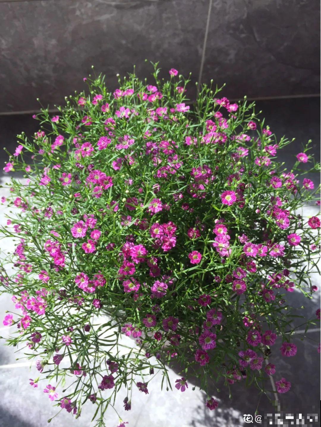 不同的花有不同的性格,你养的花,代表你是什么样的人? 不同的花有不同的性格,你养的花,代表你是什么样的人?