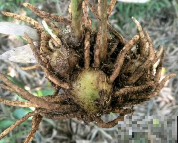 蜘蛛抱蛋这种花,长相清秀,一点也不吓人 蜘蛛抱蛋这种花,长相清秀,一点也不吓人