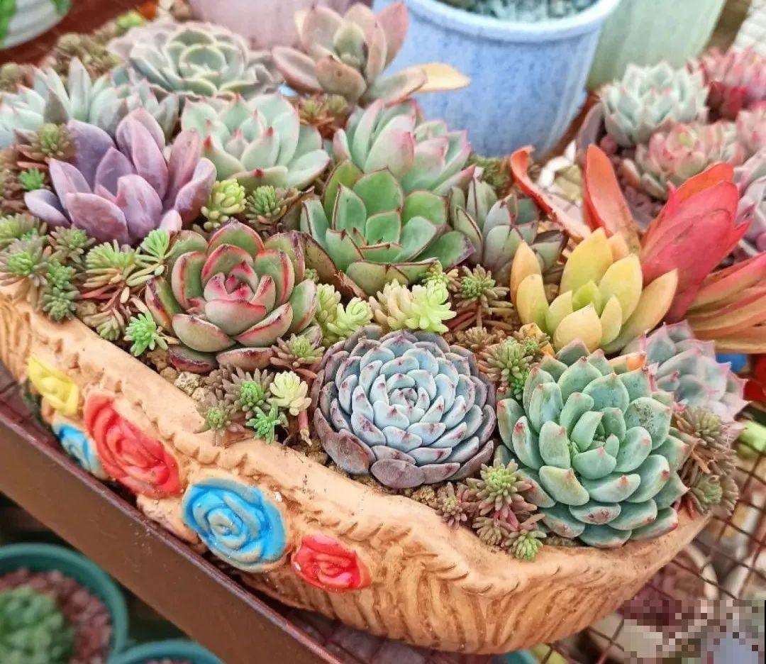 多肉塞进一个盆里，像是艺术品，颜值高了好几个档次！