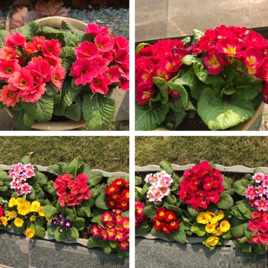 比绿萝好看的8种花，养护起来特简单，颜色还鲜艳