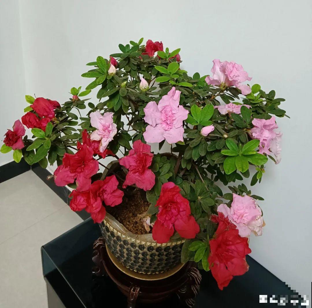 冬天干燥静电多，养这几盆花，增湿加氧很天然！