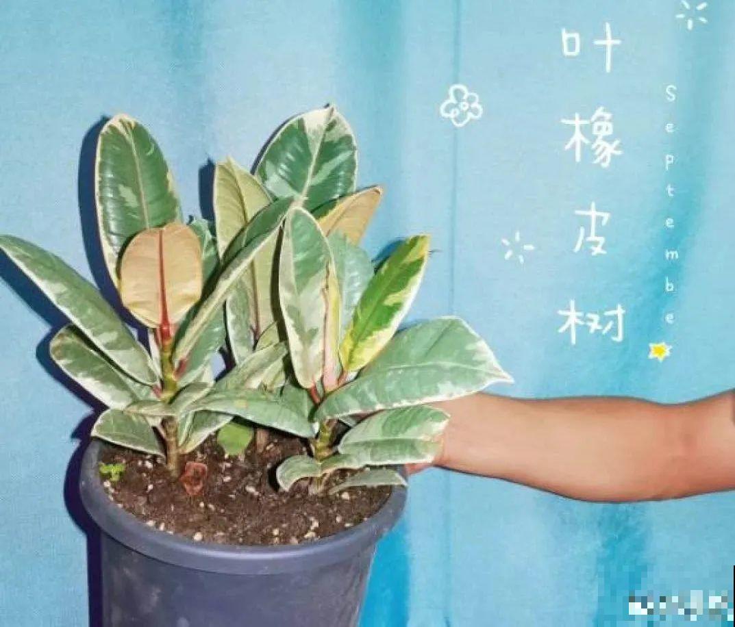 24种花,净化空气最厉害,绿萝竟然倒数! 24种花,净化空气最厉害,绿萝竟然倒数!