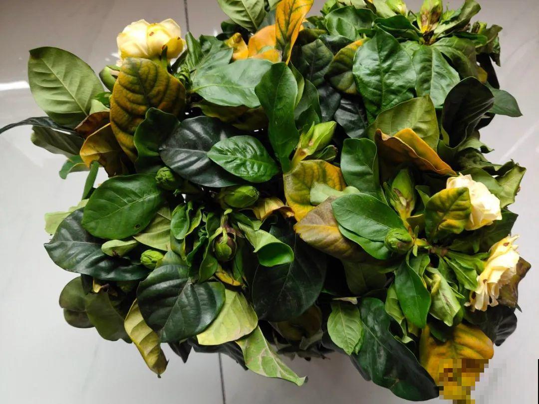 6种花慎养，再好的盆和土，现在也养不活