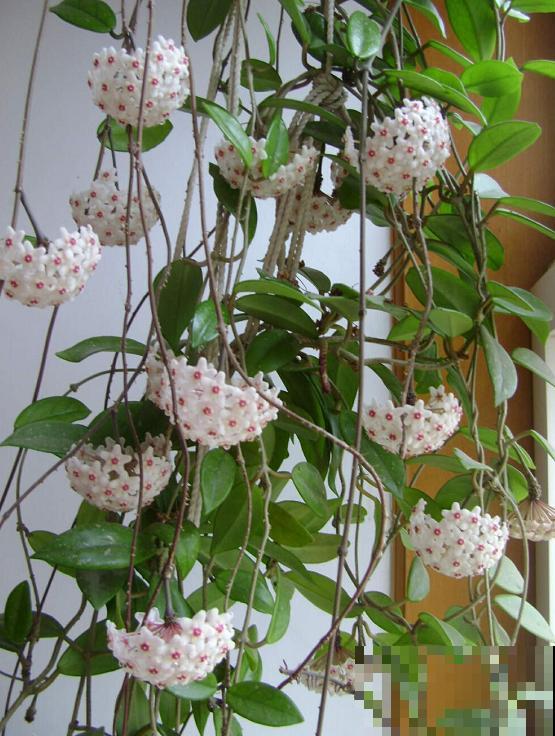 养护球兰有诀窍，做好4个要点，盆盆开满小花球！