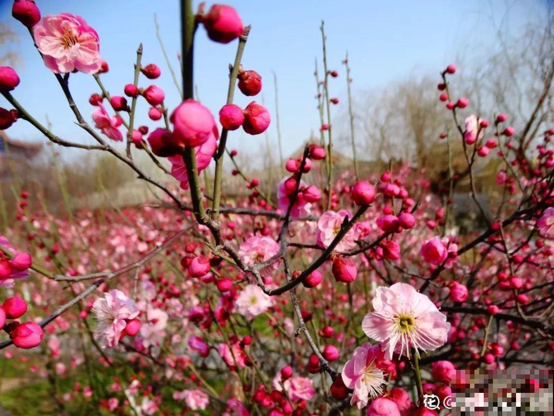 7种花先开花后长叶，颜值超高，养一盆爱一盆