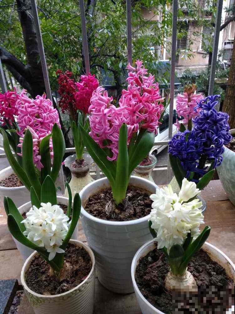 4种“一次性”花卉，开完就赶紧扔掉，浪费精力也不再开花