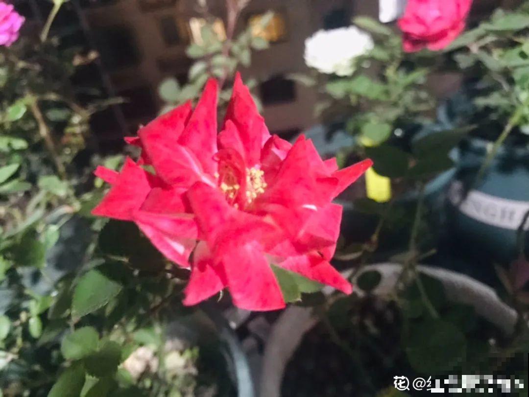 月季12个月计划表，按照这个养，大花墙不是梦！