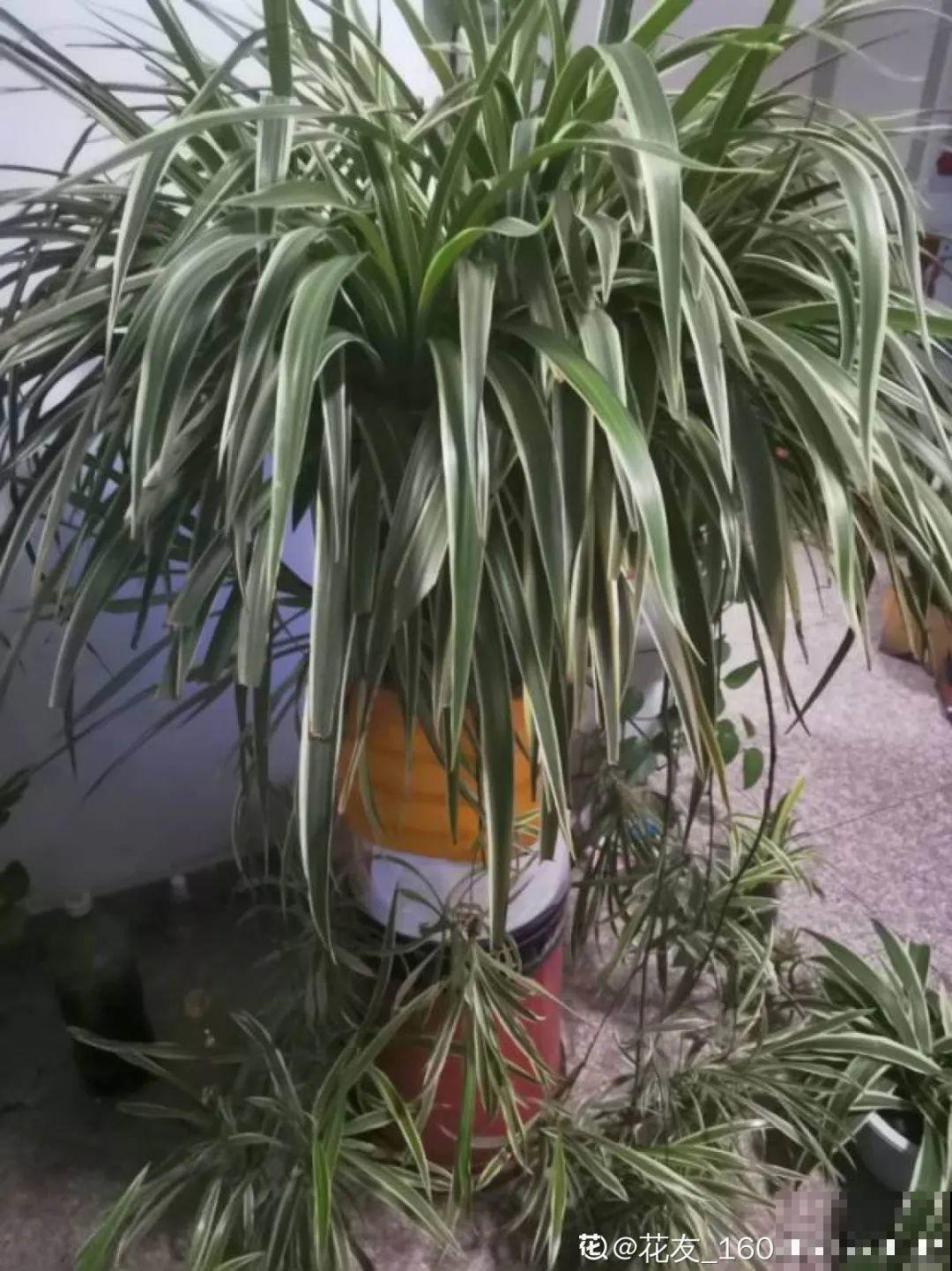 24种花,净化空气最厉害,绿萝竟然倒数! 24种花,净化空气最厉害,绿萝竟然倒数!