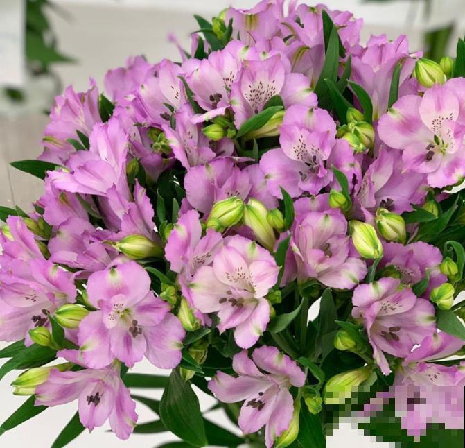 六出花典雅又大方，在家养护，只需要做好这几点！