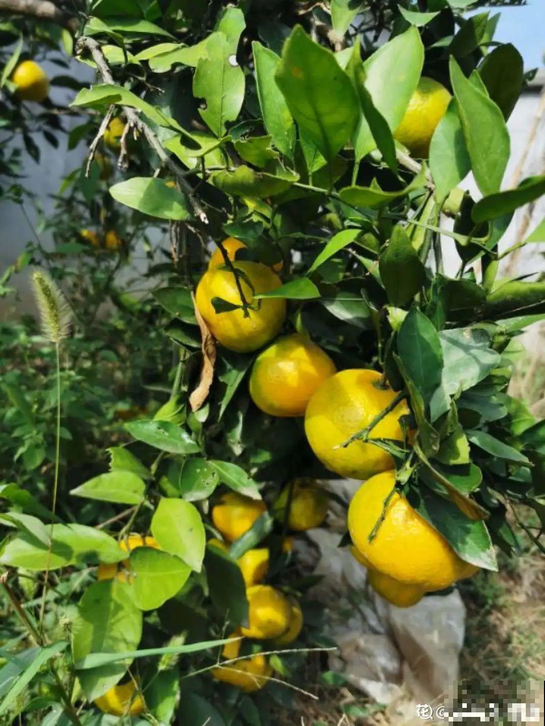 家里养盆镇宅花,一年红红火火,好运满满 家里养盆镇宅花,一年红红火火,好运满满