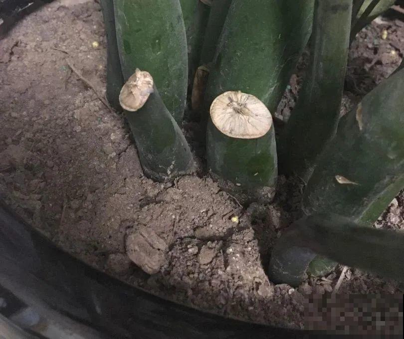 虎皮兰扒层土，嗖嗖冒芽，长得特旺