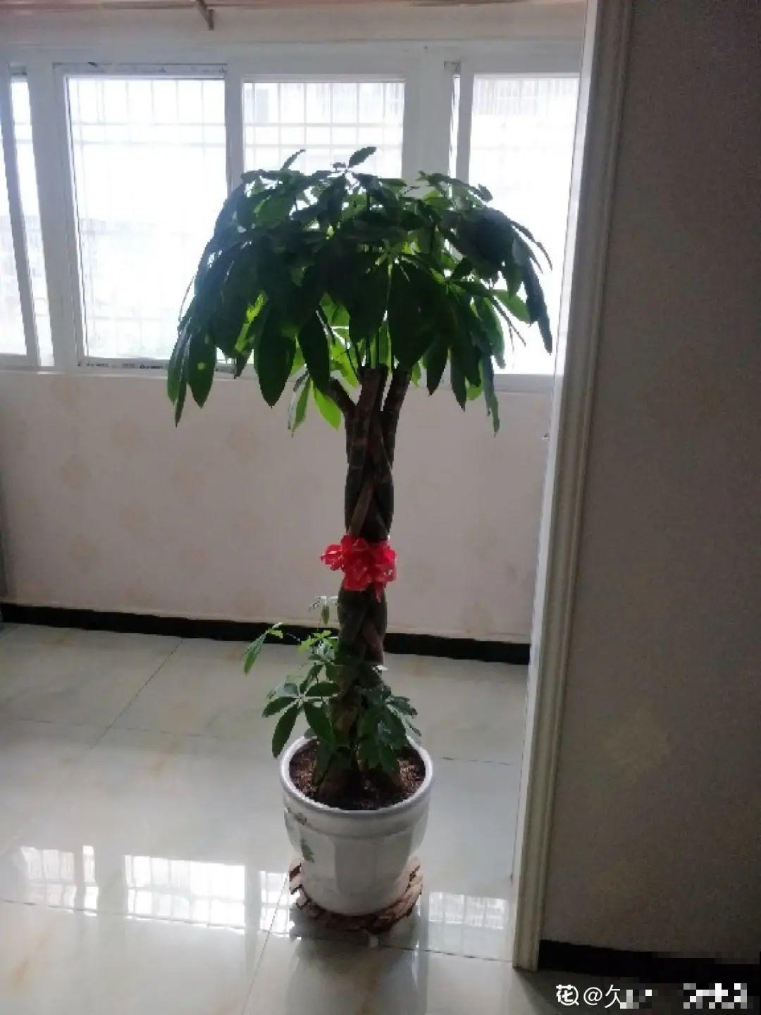 不同的花要摆在不同地方，摆对了才好看，摆错了看着糟心！