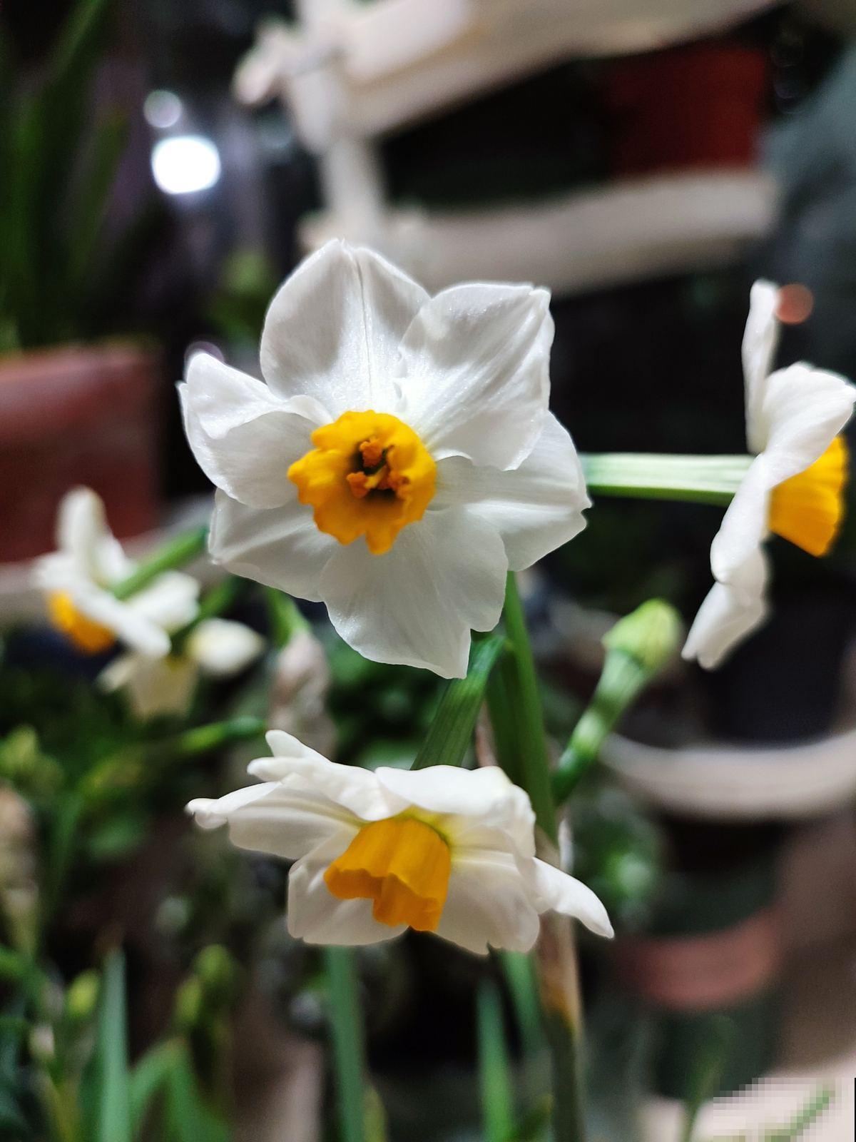 花市因疫情关门，大量花卉滞销，花卉寒冬已到来